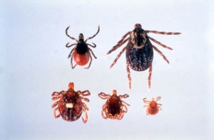 bed bugs vs ticks